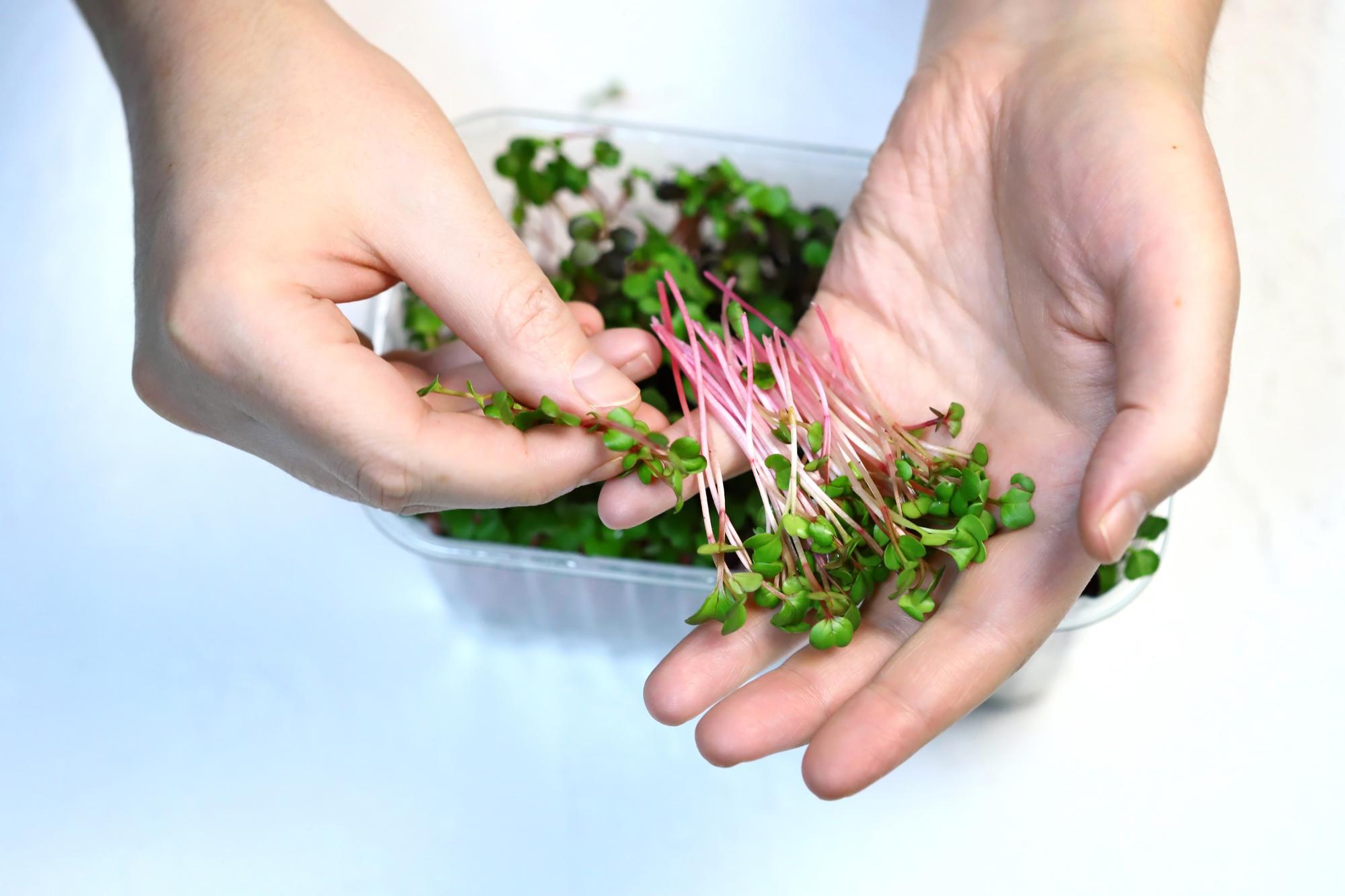 hands arranging microgreens on plate